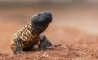 Gila monster Art Print